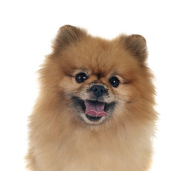  perro de raza pequeña