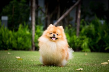 Pomerania marrón