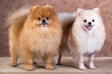 perros de raza pequeña