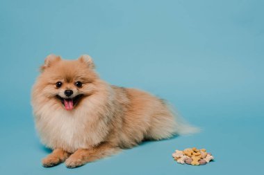 Pomerania perro de raza pequeña