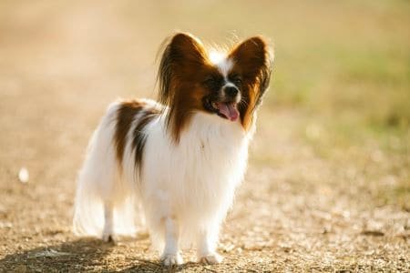  perro con orejas de mariposa