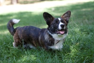 Welsh Corgi Cardigan perro de raza pequeña