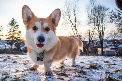 Corgi marrón y blanco