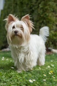 Yorkshire Terrier raza de perro pequeña