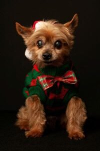 Yorkshire Terrier color chocolate