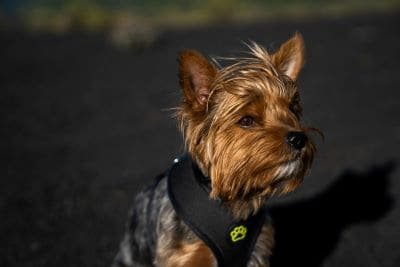Yorkshire Terrier raza de perro pequeña