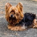 Raza de perro pequeña