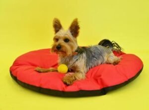 Yorkshire Terrier tamaño grande