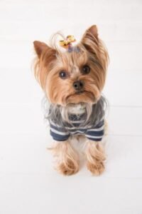 Yorkshire Terrier Raza de perro pequeña