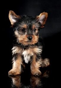 Yorkshire Terrier Raza de perro pequeña