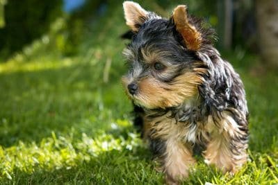 Yorkshire Terrier Raza de perro pequeña