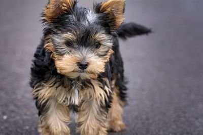  perro de raza pequeña
