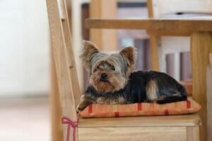Yorkshire terrier perro de raza pequeña