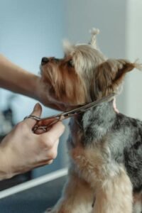 Yorkshire Terrier Raza de perro pequeña