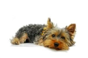 Yorkshire terrier tamaño estándar