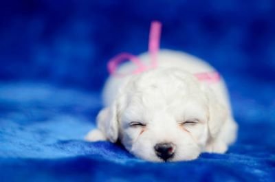 Bichón frise mini
