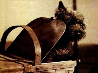  toto de la película mago de Oz