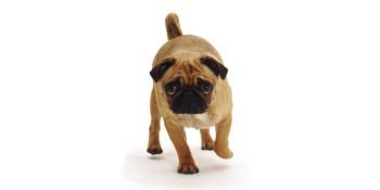carlino perro de raza pequeña