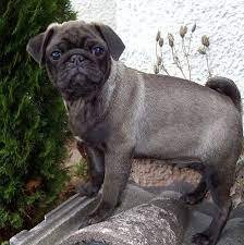 carlino perro de raza pequeña