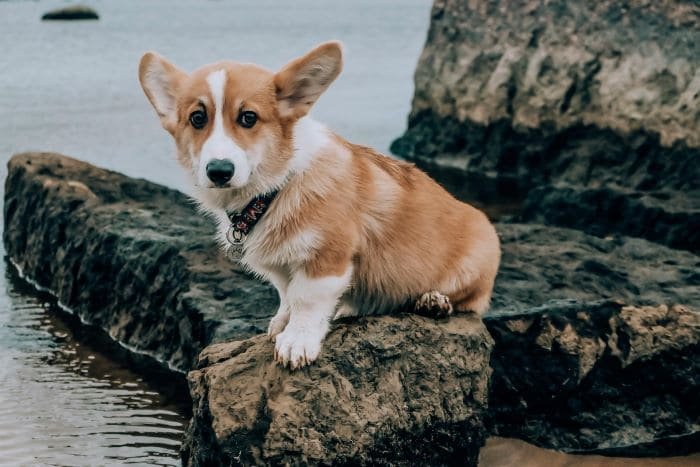 Perro de raza pequeña Welsh Corgi Pembroke