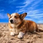 Welsh Corgi Pembroke sentado en la playa