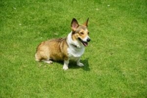 Perro de raza pequeña 