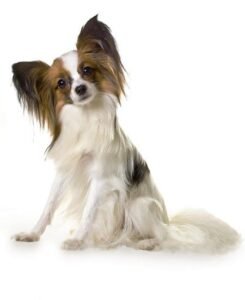 Perro blanco y marrón