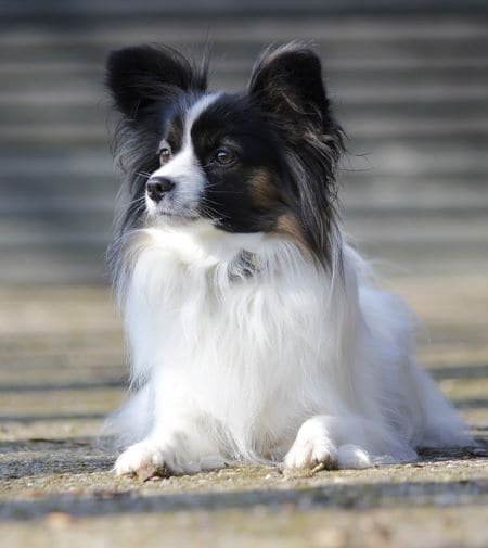 Papillon tumbado