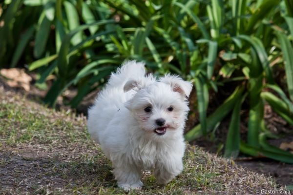 Bichón maltés blanco