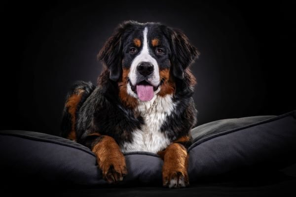 Perro adulto tumbado en un sofá