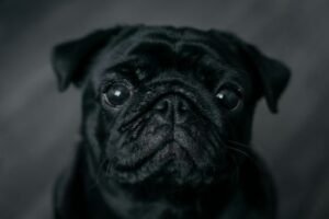  color negro