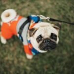 carlino perro de raza pequeña