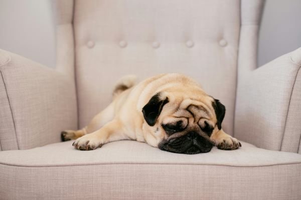 Perro carlino de raza pequeña