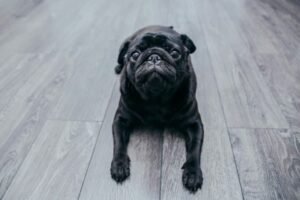 Perro carlino de raza pequeña
