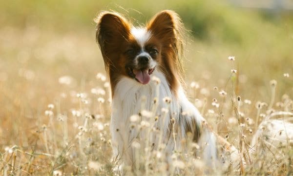 Papillon en el bosque