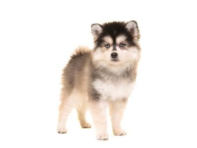  perro de raza pequeña