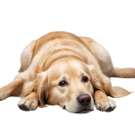 Pienso para perros sénior