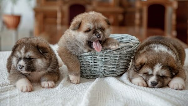 Cachorros tumbados
