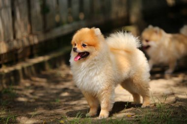pomerania perro de raza pequeña