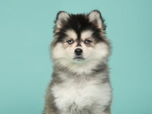  perro de raza pequeña