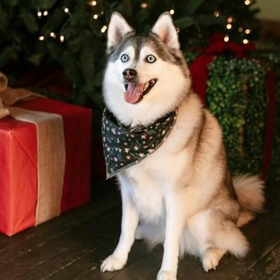 pomsky adulto