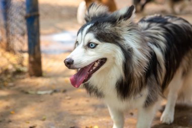 pomsky perro de raza pequeña