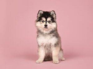 pomsky cachorro