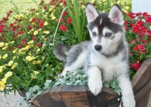 pomsky perro de raza pequeña