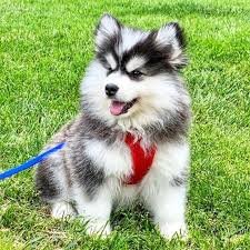 pomsky Raza de perro
