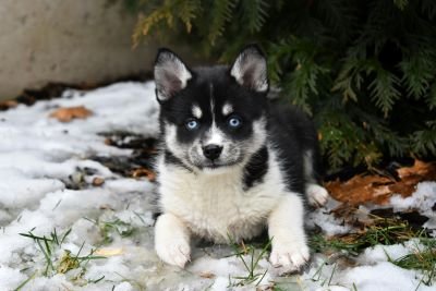 pomsky blanco y negro