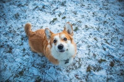 Raza de perro corgi