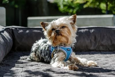 Yorkshire terrier perro de raza pequeña